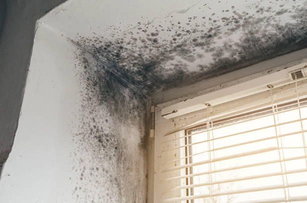 Affordable Mold Removal solutions in Rutherford, NJ